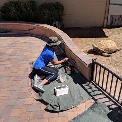 desert animals mural